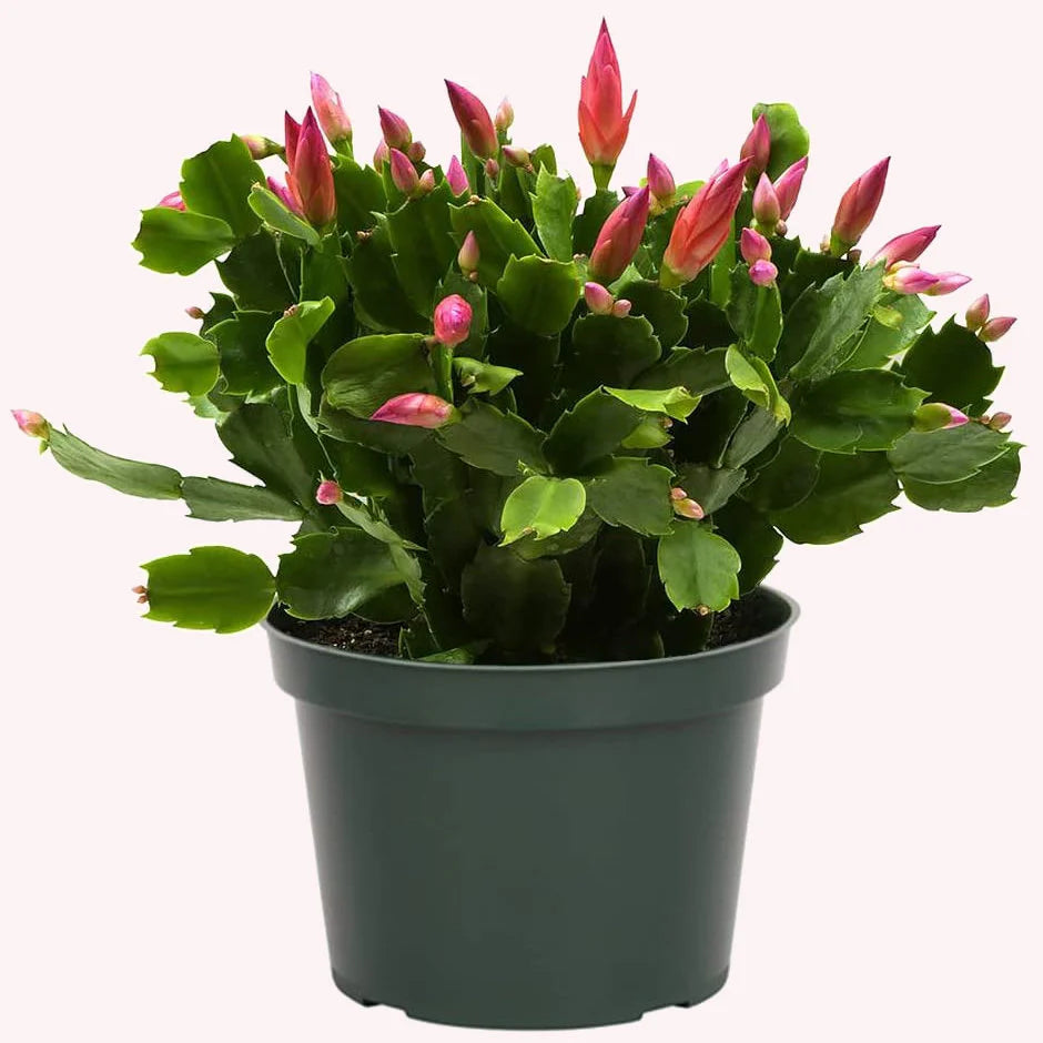 Zygocactus Christmas Cactus (Red, White, Green) - 6''