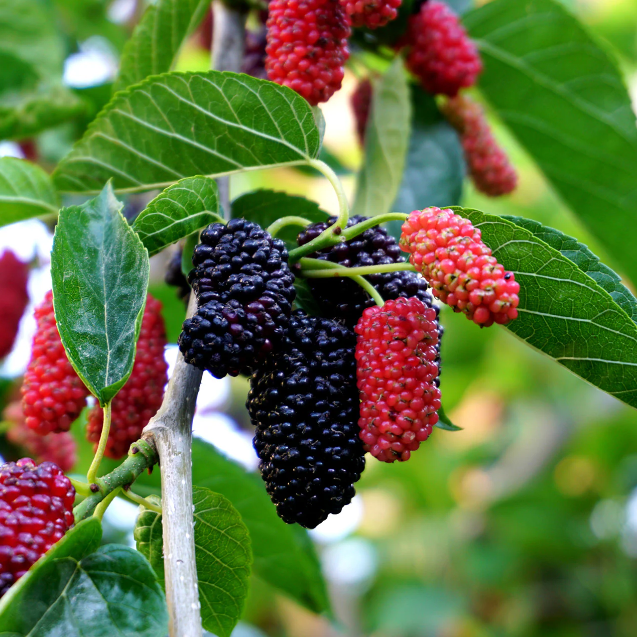 Mulberry Tree - 'Dwarf Everbearing' - Morus Nigra 2 Plants Edible Fruit
