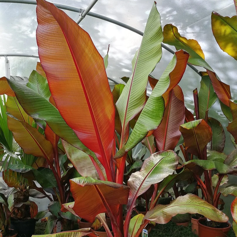 Ensete Maurelii - Red Abyssinian Banana