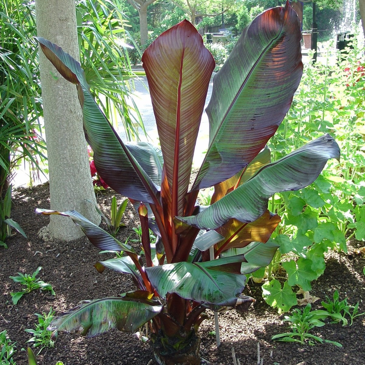 Ensete Maurelii - Red Abyssinian Banana