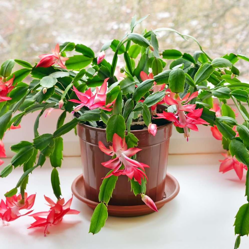 Zygocactus Christmas Cactus (Red, White, Green) - 6''