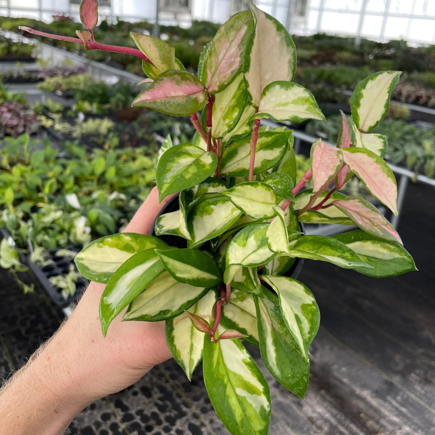 Hoya Exotica 'Tricolor' - 4''