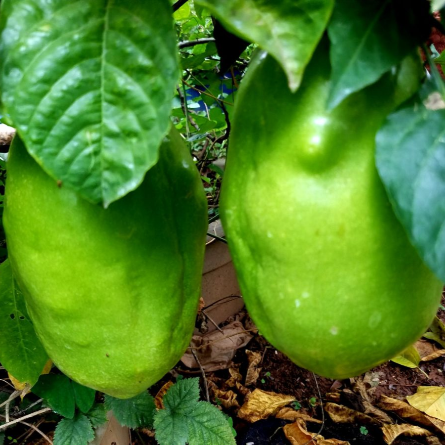 Giant Granadilla Passionflower - Edible Passion Fruit - 2 Plants For 1 SPECIAL!