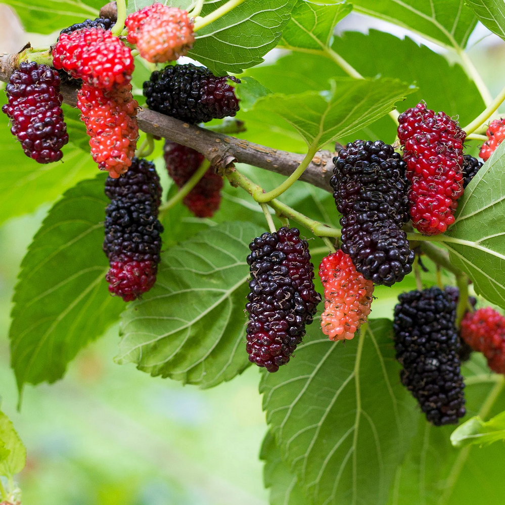 Mulberry Tree - 'Dwarf Everbearing' - Morus Nigra 2 Plants Edible Fruit