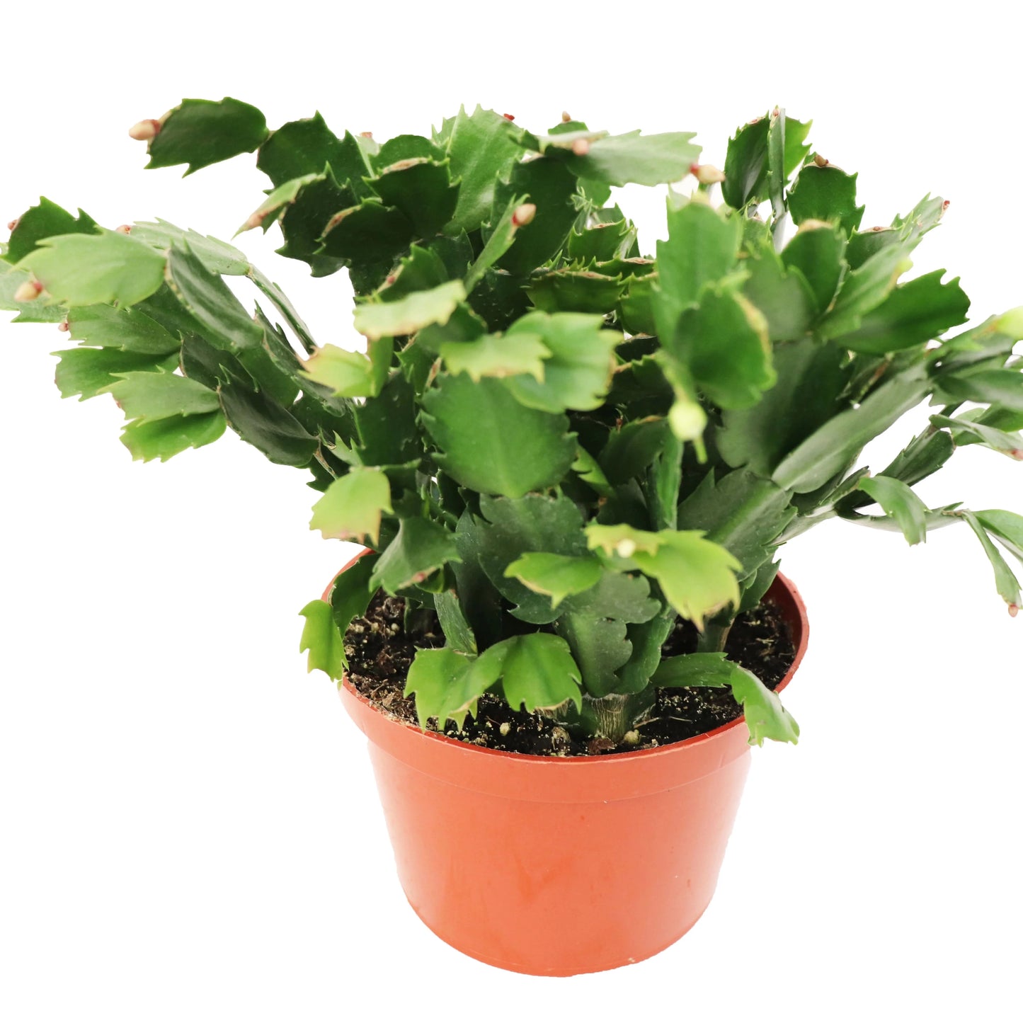 Zygocactus Christmas Cactus (Red, White, Green) - 6''