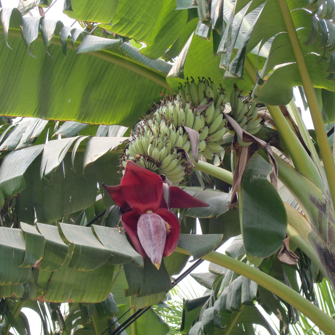 Musa - Dwarf Cavendish - 3-6" Banana Tree