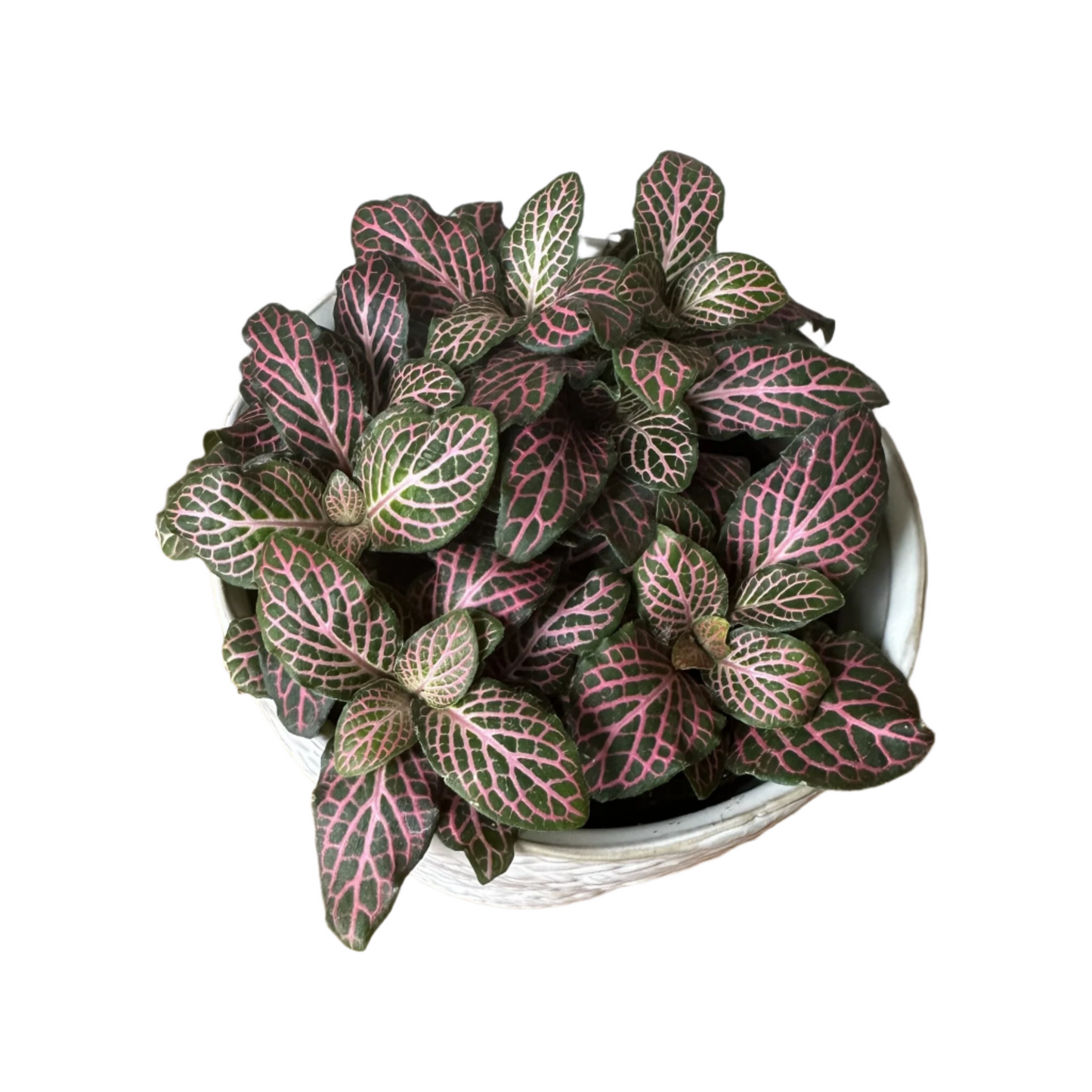 Pink Fittonia - 4"