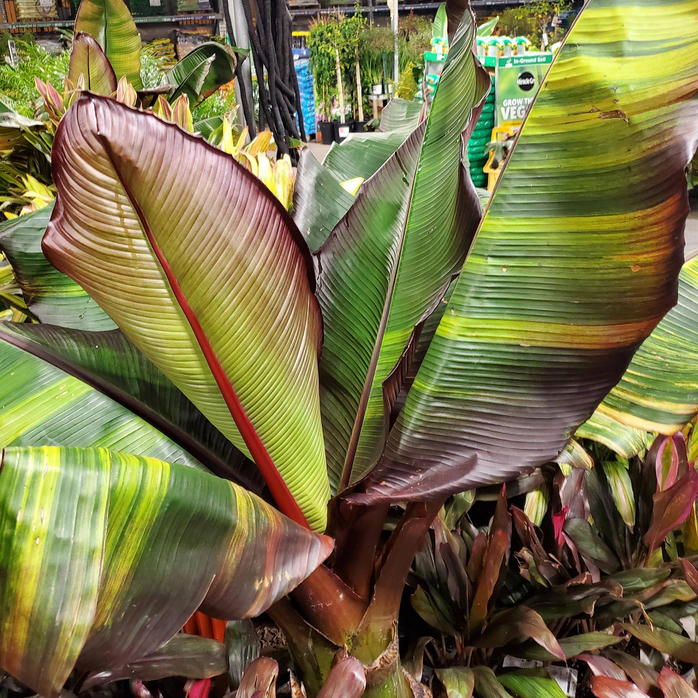 Ensete Maurelii - Red Abyssinian Banana