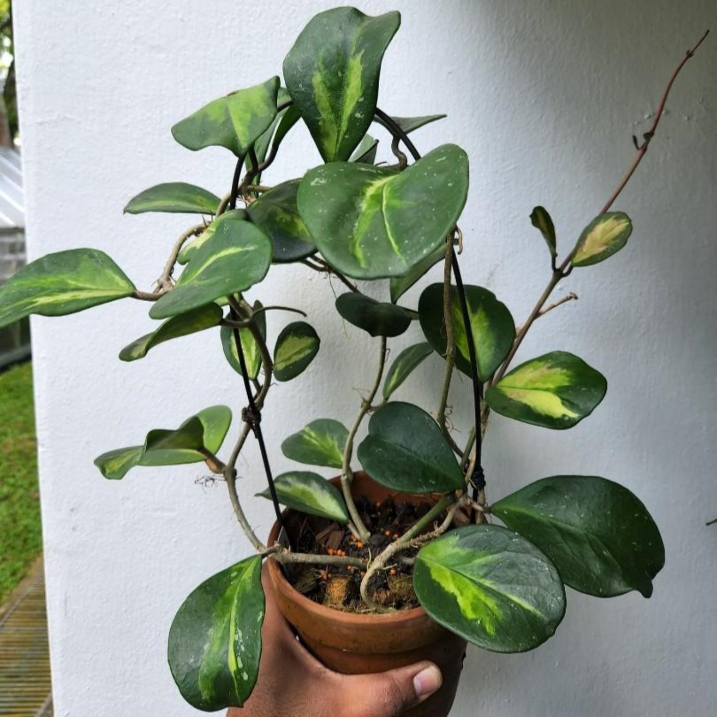 Hoya Obovata Inner Variegated - 6''