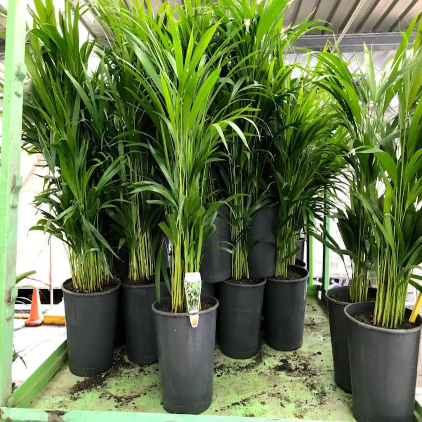 Areca Palm (Golden Cane Palm) - 3''