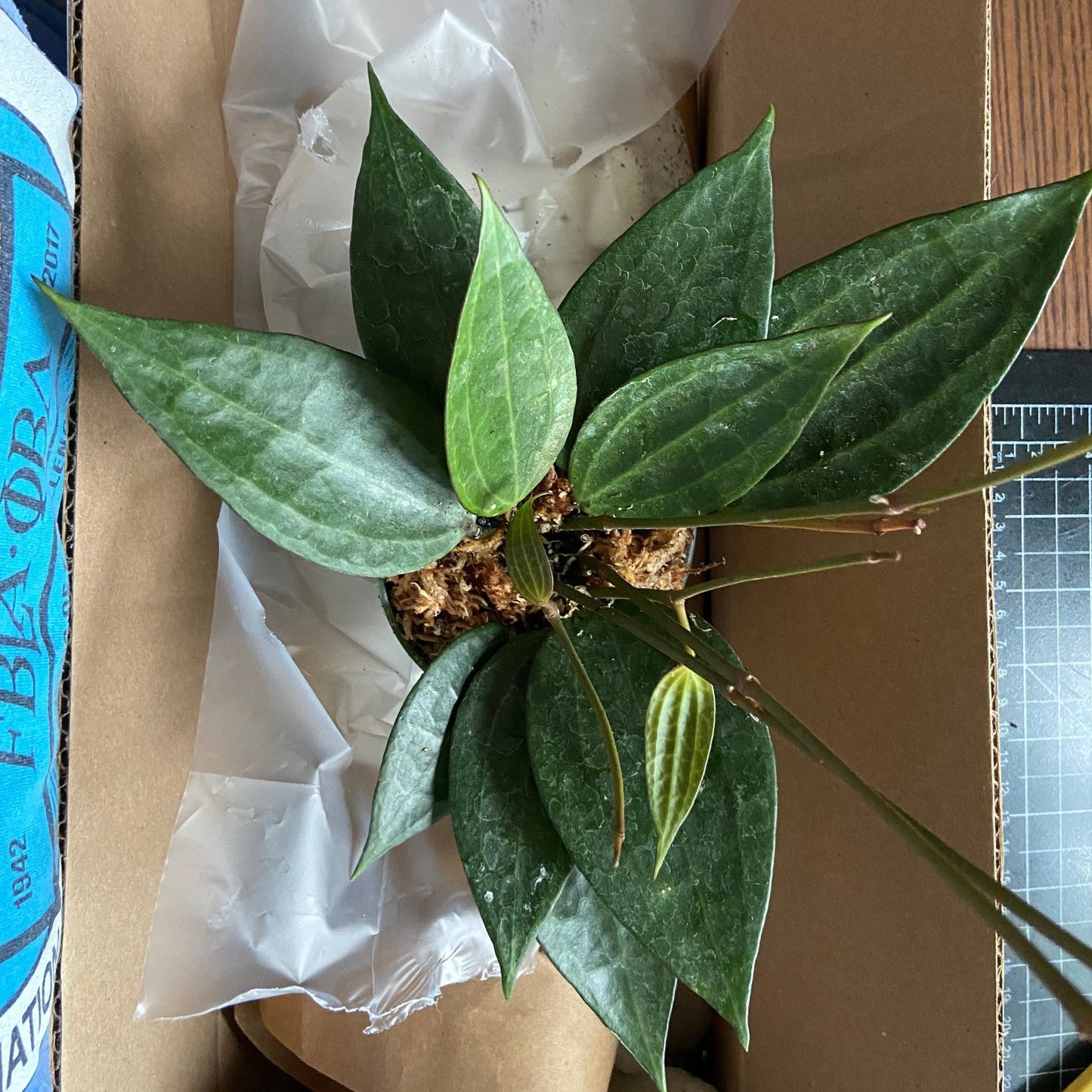 Hoya Macrophylla Latifolia Green form- 6"