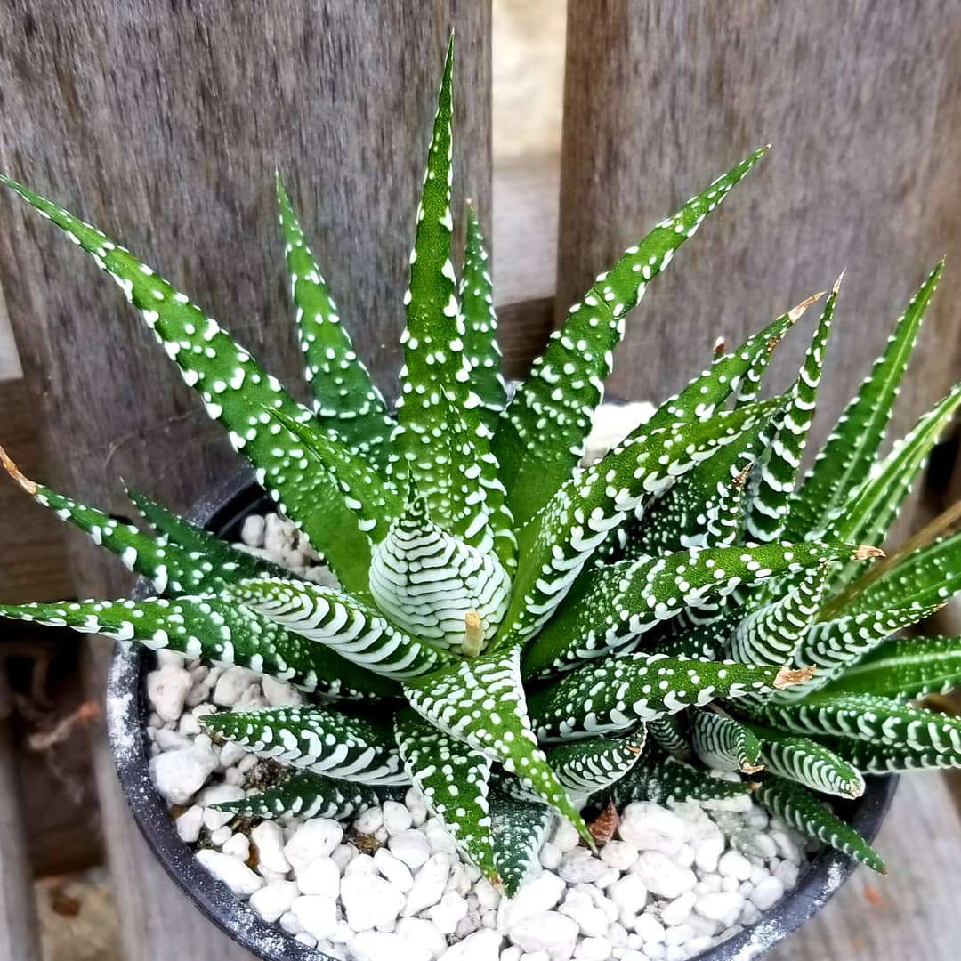 Haworthia Zebra - 2"