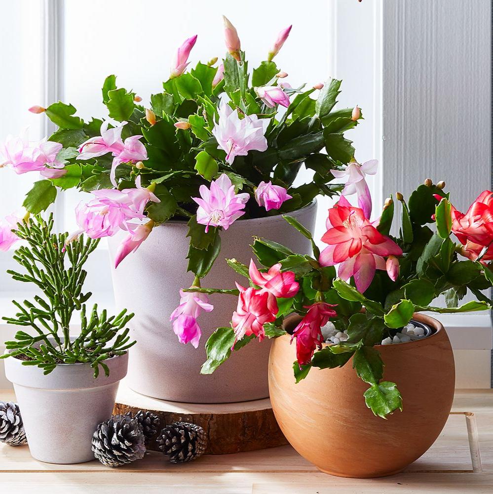 Zygocactus Christmas Cactus (Red, White, Green) - 6''