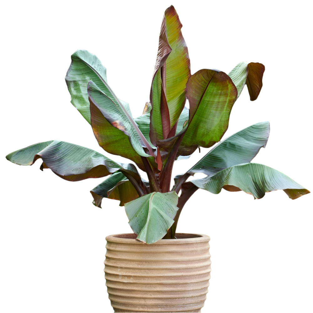 Ensete Maurelii - Red Abyssinian Banana