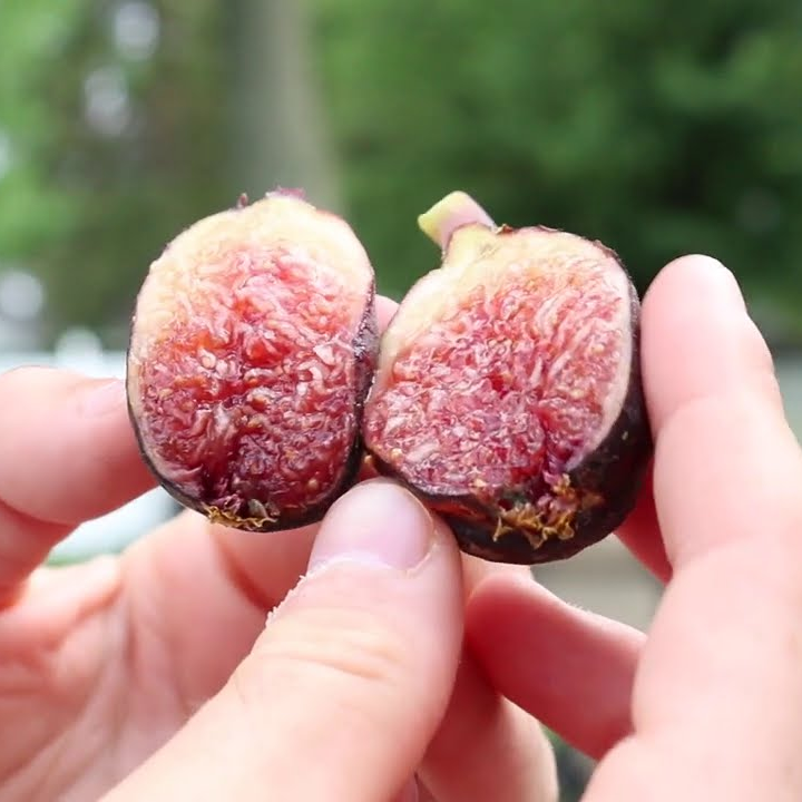 Fig Tree Edible Live Plants 6 Violette de Bordeaux! Cold-Hardy-Dwarf