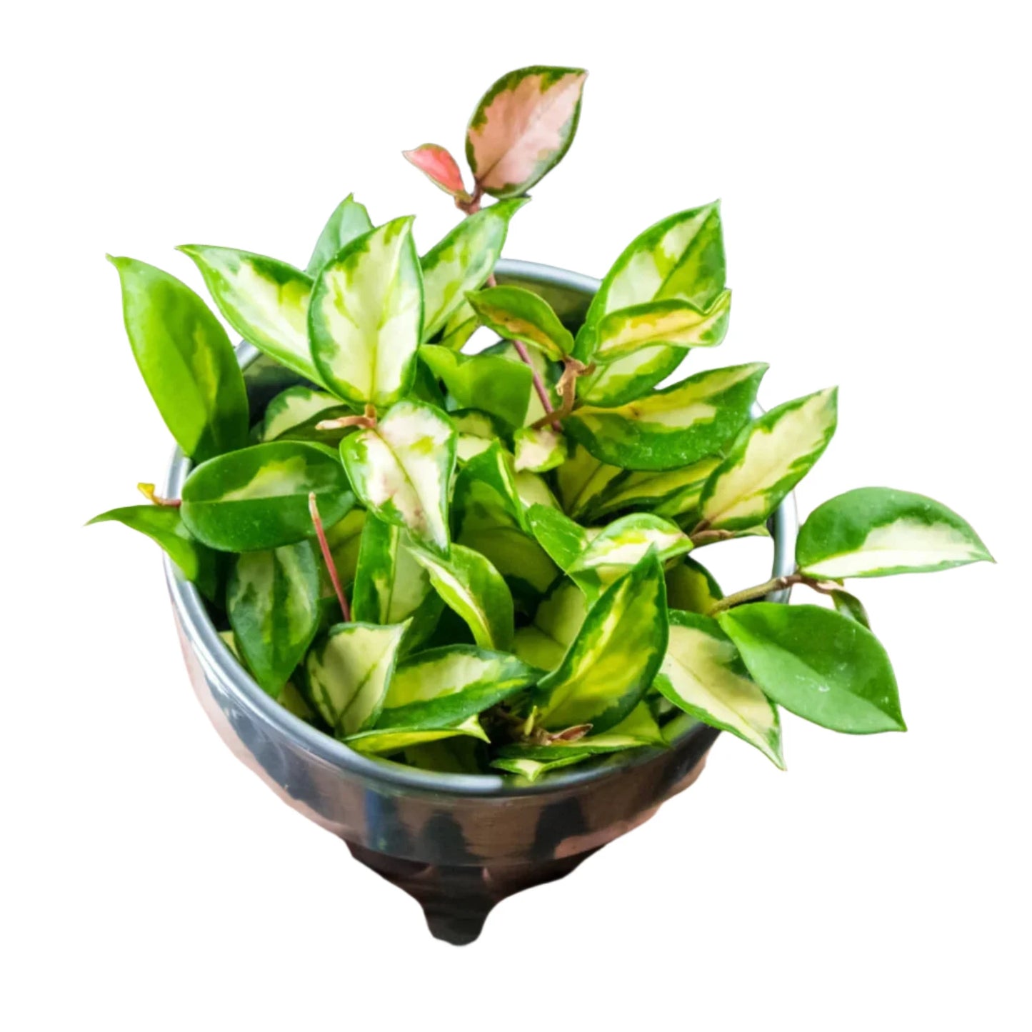 Hoya Exotica 'Tricolor' - 4''