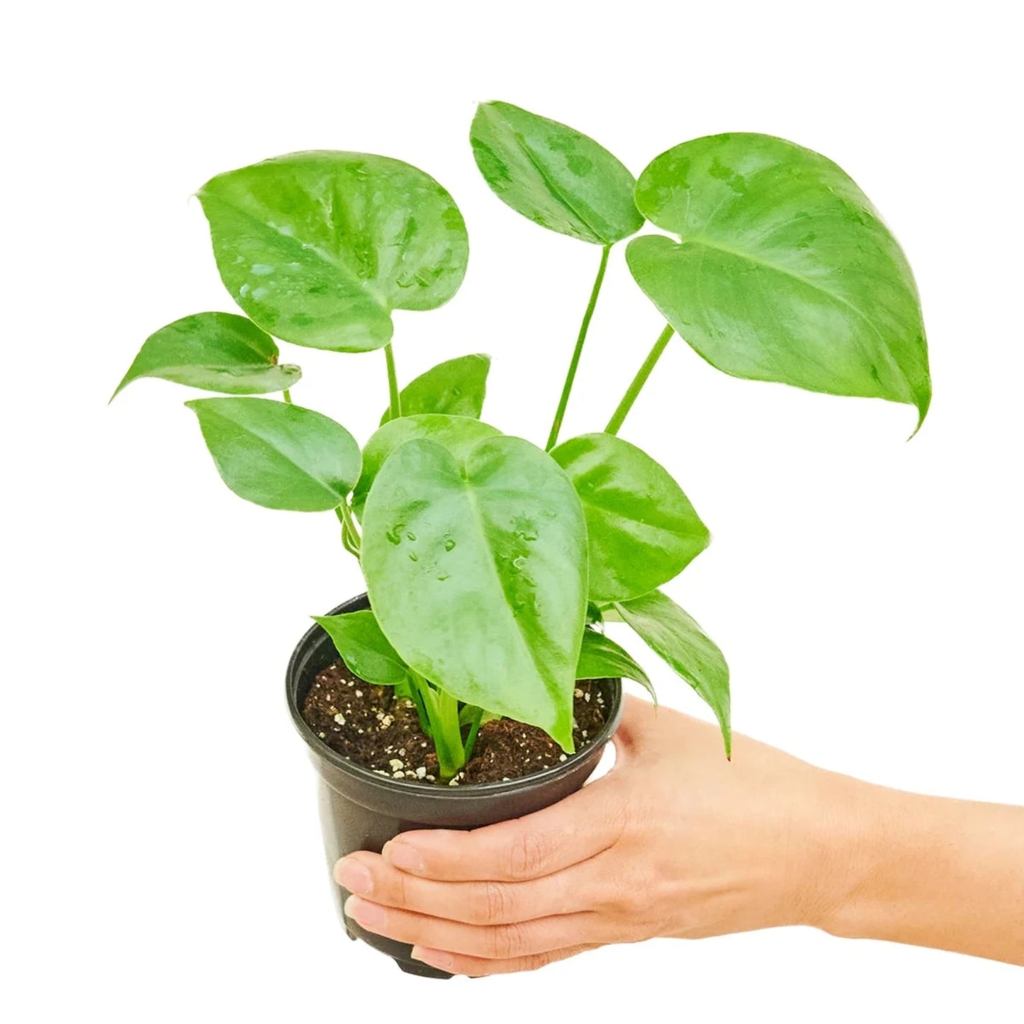 Mini Monstera - 3''