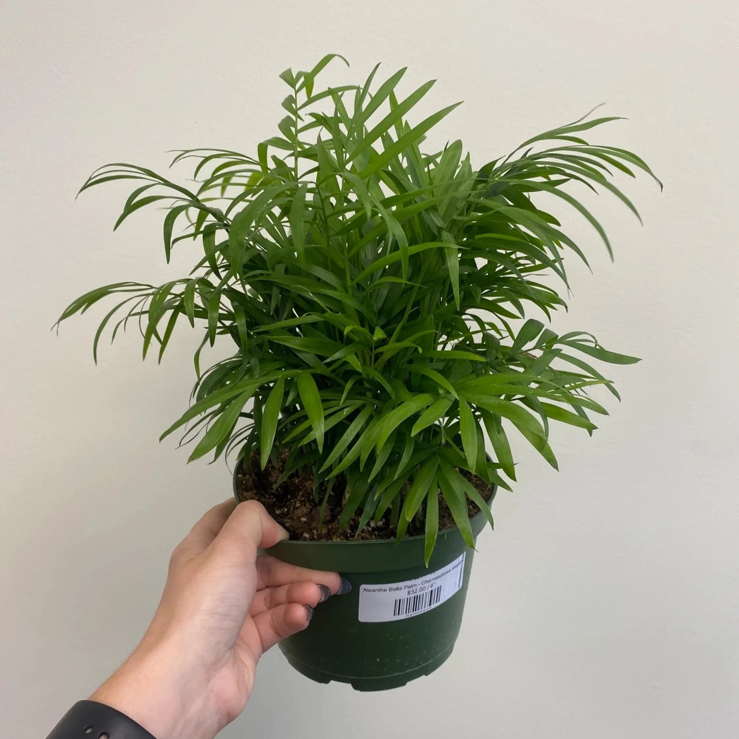 Neanthe Bella Palm - 6"