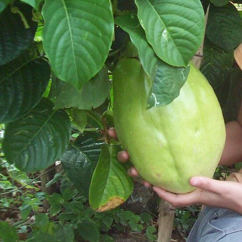 Giant Granadilla Passionflower - Edible Passion Fruit - 2 Plants For 1 SPECIAL!