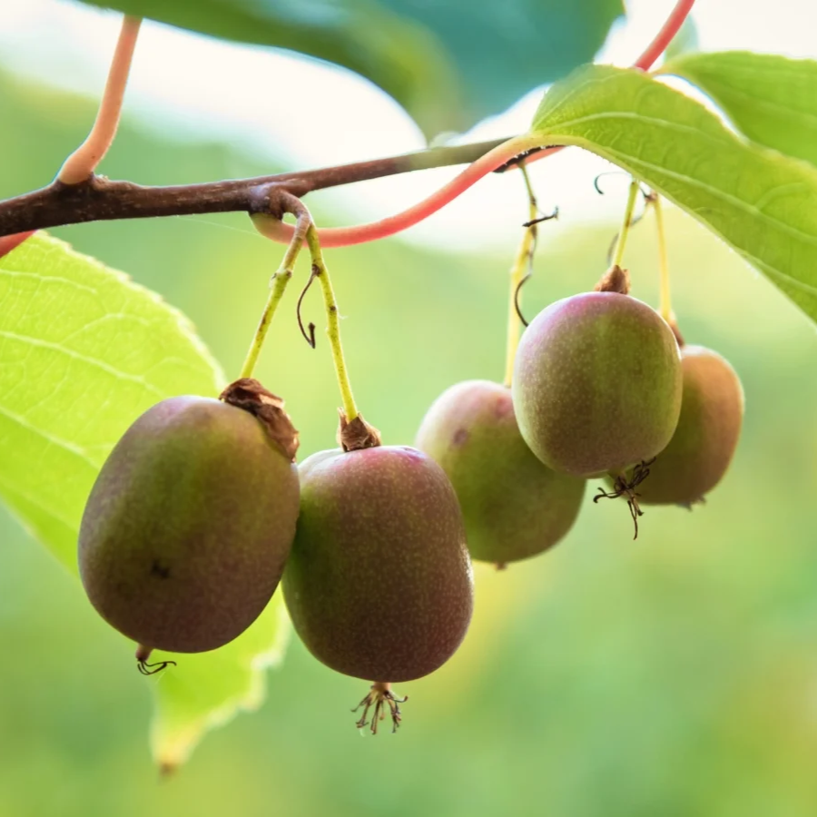 2 Kiwi Prolific Vines! Self pollinating!