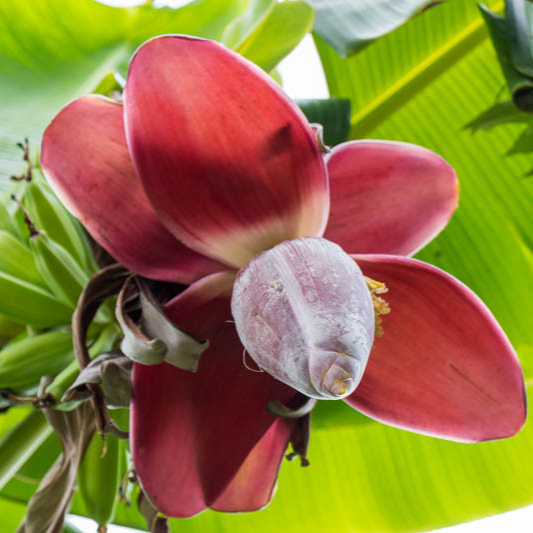 Musa - Dwarf Cavendish - 3-6" Banana Tree