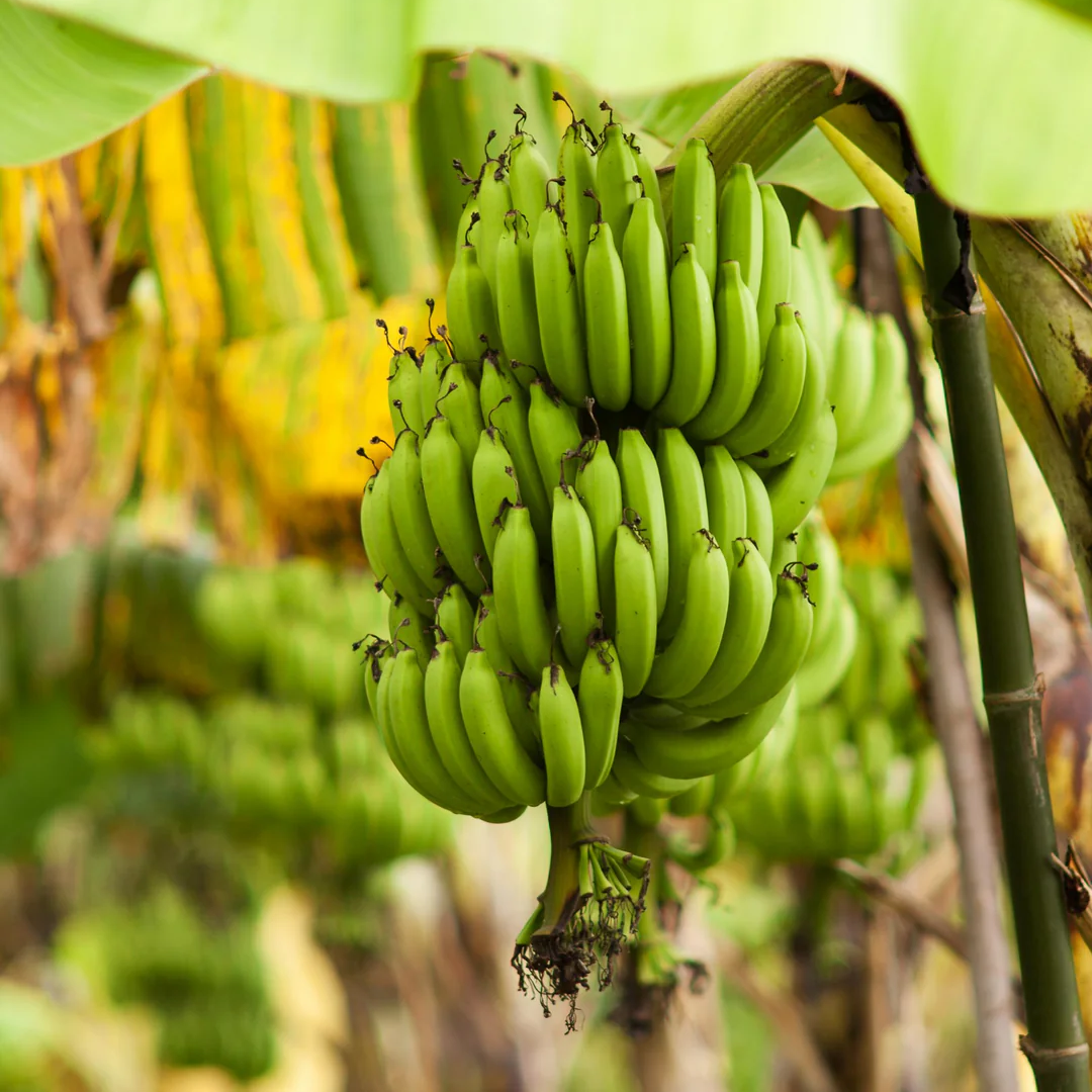 Musa - 'Gran Nain' - Banana Tree - Live Plant