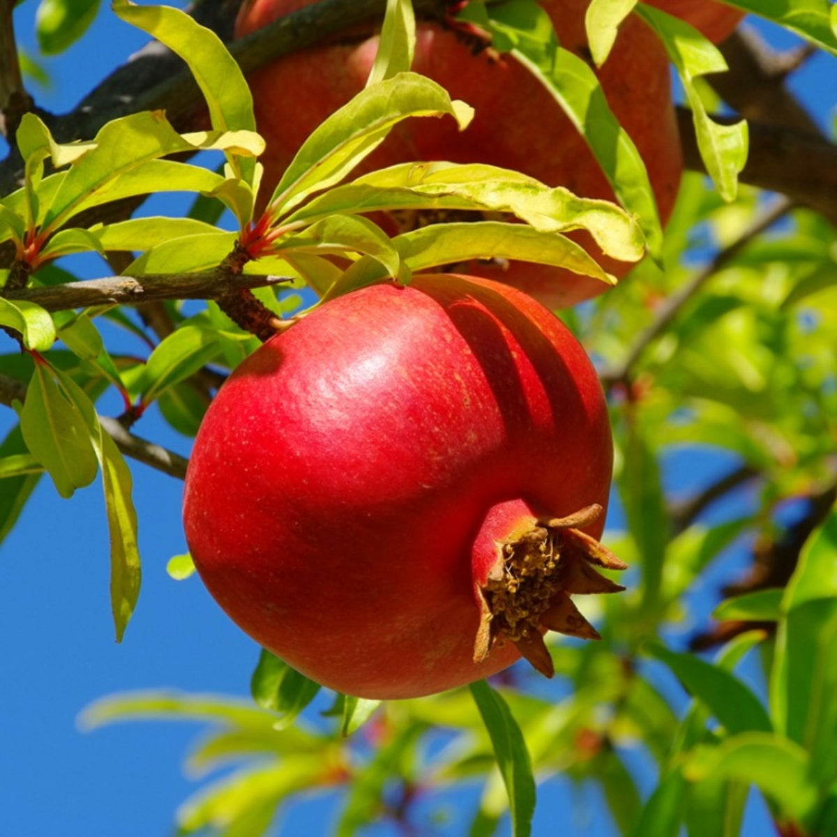 Pomegranate Tree - Fruit Trees 6 Live Plants- Easy Plant - LOWEST PRICE