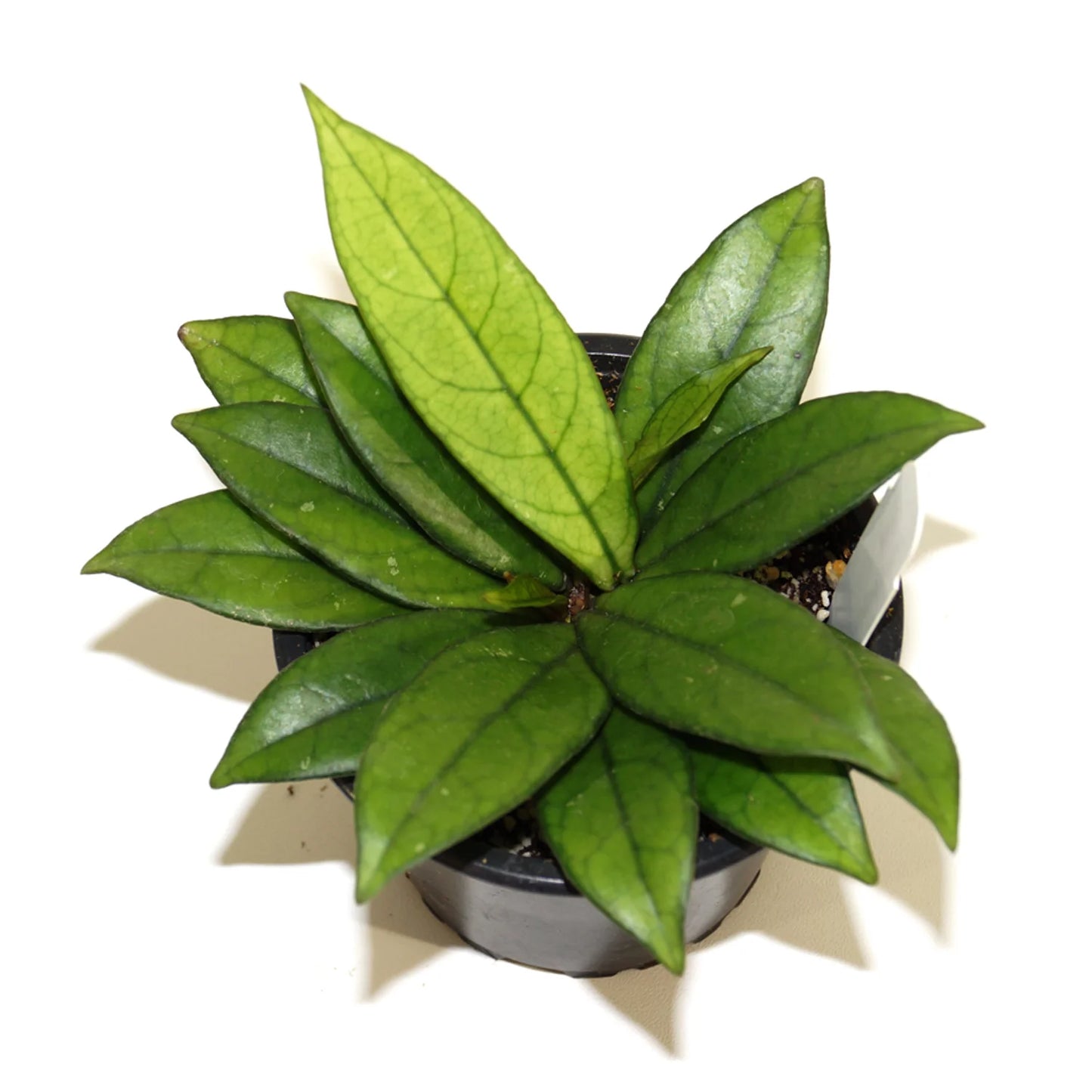 Hoya Crassipetiolata - 4''