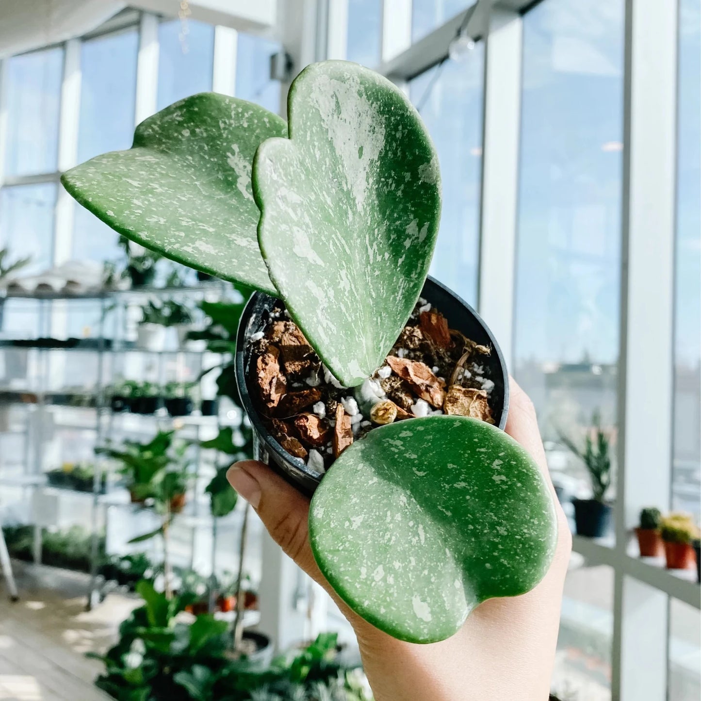 Hoya Kerrii Splash Long stem - 4''