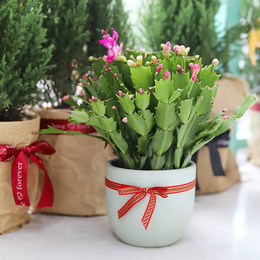 Zygocactus Christmas Cactus (Red, White, Green) - 6''