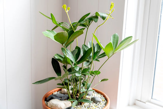 A Guide to Cultivating the Rugged Charm of the Cardboard Palm