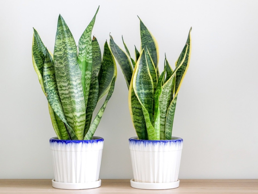 Detailed Instructions on How to Take Care of Snake Plants