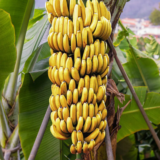 Musa - Dwarf Cavendish - Banana Tree Guide