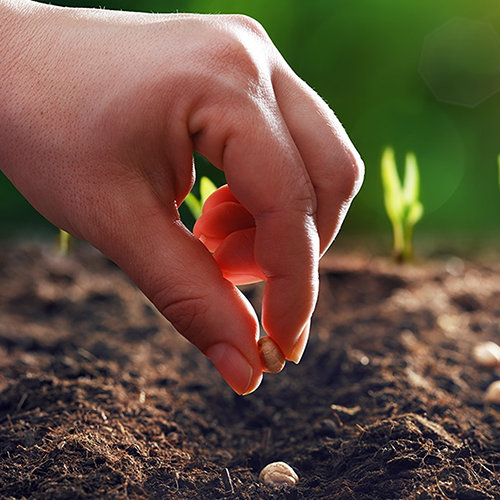Top Seeds for Beginners to Kickstart Your Garden