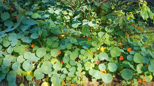 How to Choose Companion Plants for Fruit Trees
