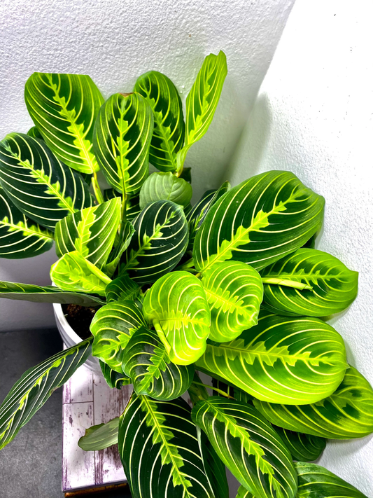 Pruning Lemon Lime Maranta