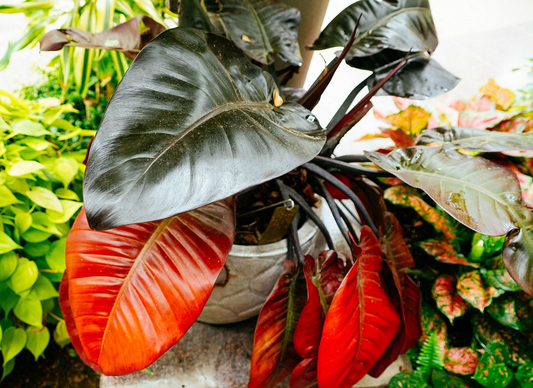 Philodendron Super Dwarf Red: A Simply Guide
