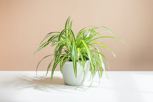 The Ultimate Guide to Growing and Caring for Spider Plants