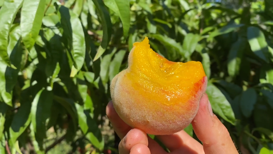 Best Peach Tree Varieties for Home Gardens