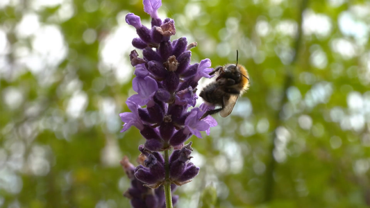 Plants for Wildlife-Friendly Gardens
