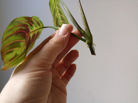 Propagating Lemon Lime Maranta