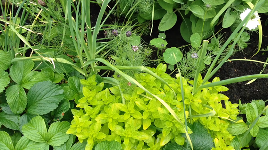 Organic Herb Garden Ideas