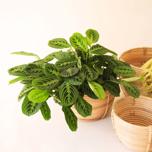 Benefits of Lemon Lime Maranta in Home Gardens