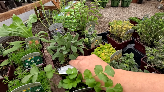 How to Make a Hanging Herb Garden