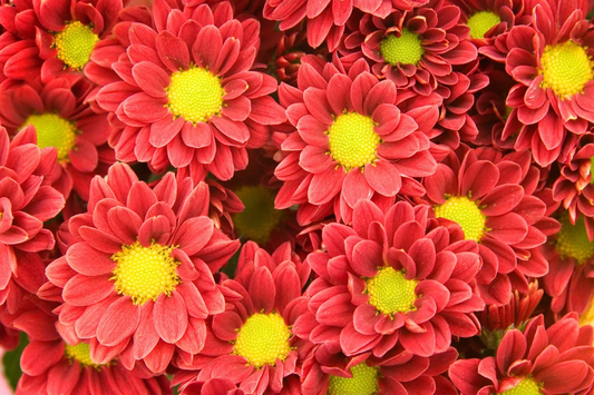 Mastering the Art of Chrysanthemum Cultivation: A Comprehensive Guide to Growing and Caring for Mums