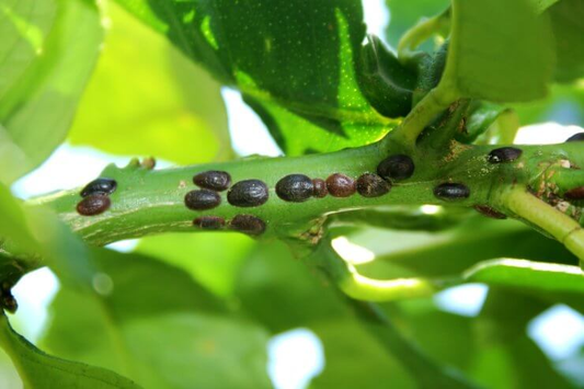 Common Pests and Diseases That Affect Lemon Lime Maranta