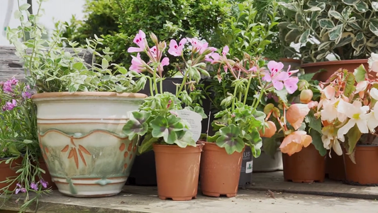 How to Care for Outdoor Potted Plants