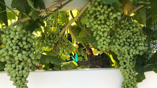 Best Growing Conditions for Grapevines