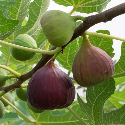 Comparative Analysis of Fig Tree Varieties: 'Magnolia,' 'Black Mission,' and 'Brown Turkey'