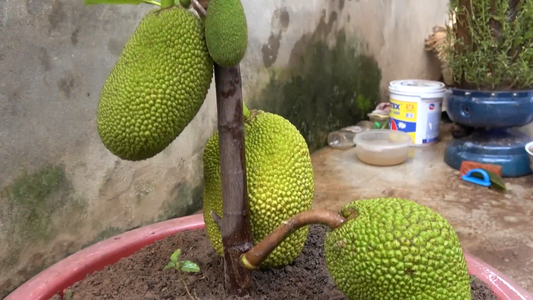 Growing Jackfruit in Containers